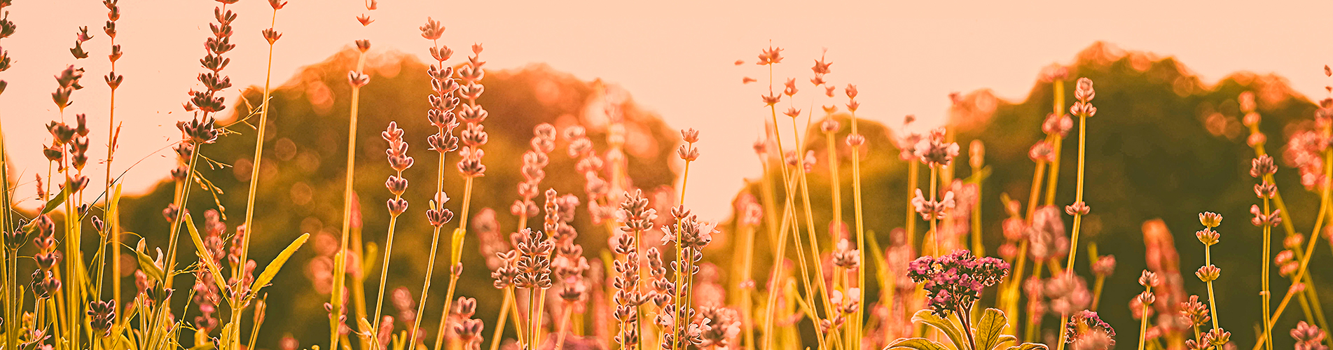 Россия авиабилеты из Пензы