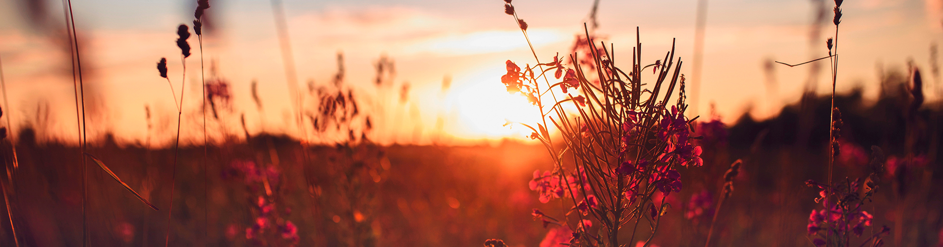 Россия авиабилеты из Пскова